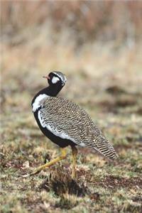 Northern Black Korhaan (Eupodotis Afroides) Bird Journal