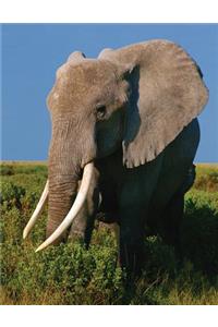 Elephant Blank Sketchbook