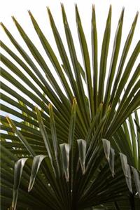 Fan Palm Tree Leaves Nature Journal