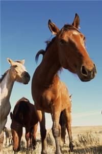 2020 Daily Planner Horse Photo Equine Curious Horse 388 Pages