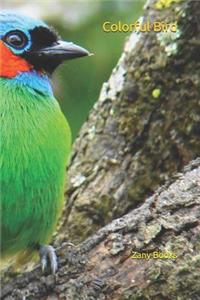 Colorful Bird