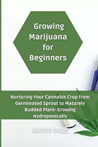 Growing Marijuana for Beginners