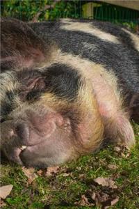 Big Old Pig Napping with a Smile Journal