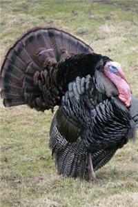Alabama State Game Bird - Wild Turkey Journal