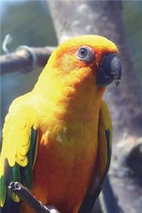 Yellow Parrot Journal