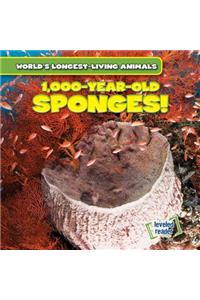 1,000-Year-Old Sponges!