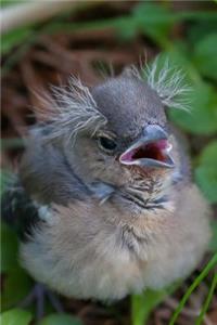 Cute Grumpy Baby Chaffinch Bird Journal