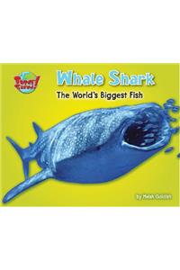 Whale Shark