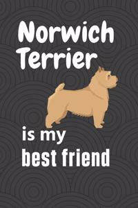 Norwich Terrier is my best friend