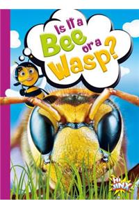 Is It a Bee or a Wasp?