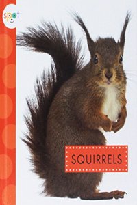 Squirrels