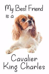 My best Friend is a Cavalier King Charles Spaniel