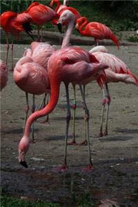 Flamingo Notebook