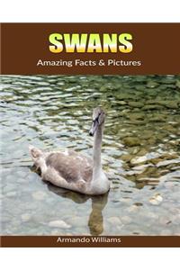 Swans: Amazing Facts & Pictures