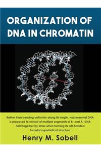 Organization of DNA in Chromatin