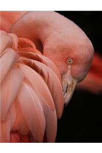 Flamingo Bullet Journal