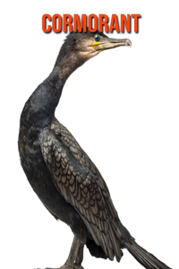 Cormorant