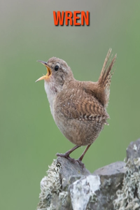 Wren