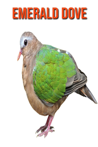 Emerald Dove