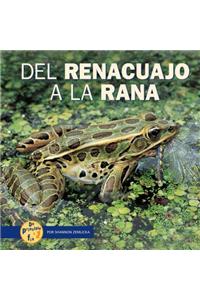 del Renacuajo a la Rana (from Tadpole to Frog)
