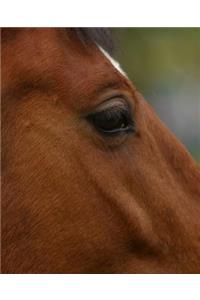 Horse Photo School Composition Book Equine Bay Horse Closeup