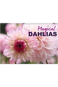 Magical Dahlias 2018