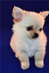 Precious Baby Chihuahua Puppy Dog Pet Journal