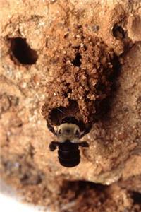 Insect Journal Mud Bee Entomology