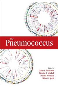 Pneumococcus