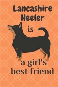 Lancashire Heeler is a girl's best friend