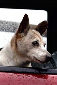 Cute Dog in a Truck Journal