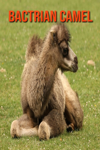 Bactrian Camel