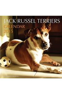 Jack Russel Terriers Calendar 2015