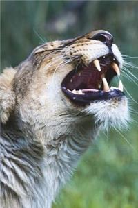 Young Lion Roars Journal