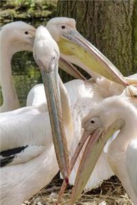 Pale Pink Pelicans Journal