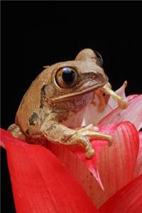 Little Marbled Reed Frog Amphibian Journal