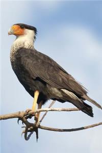 Northern Crested Caracara Bird Journal: 150 Page Lined Notebook/Diary