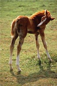 Equine Journal Itchy Foal