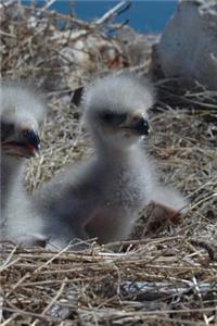 Fluffy-ish Bald Eagle Chicks in a Nest in California Journal
