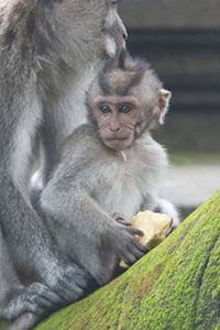 Affe