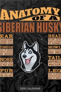 Anatomy Of A Siberian Husky