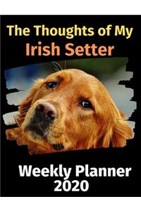The Thoughts of My Irish setter