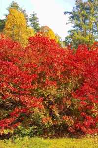 2020 Weekly Planner Autumn Red Bushes Fall Trees 134 Pages