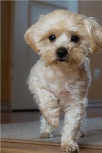 Cute Little Bolognese Dog Journal