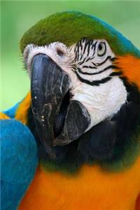 Portrait of a Parrot Journal
