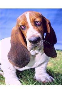 School Composition Book Basset Hound Dog Photo 130 Pages