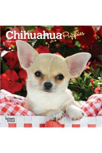 Chihuahua Puppies 2020 Mini 7x7