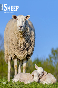 Sheep 2024 Square