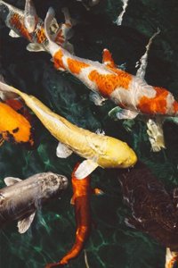 Daily Organizer and Planner