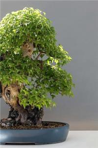 Maple Tree Bonsai Journal